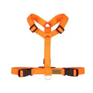 CH PETTORINA EARTH AMBER TGXXS