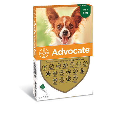 ADVOCATE SP*6PIP 4KG CANI